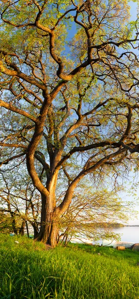 Vertical panorama of big tree