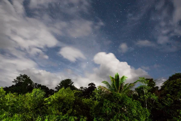 Rainforest treetops and starry sky
