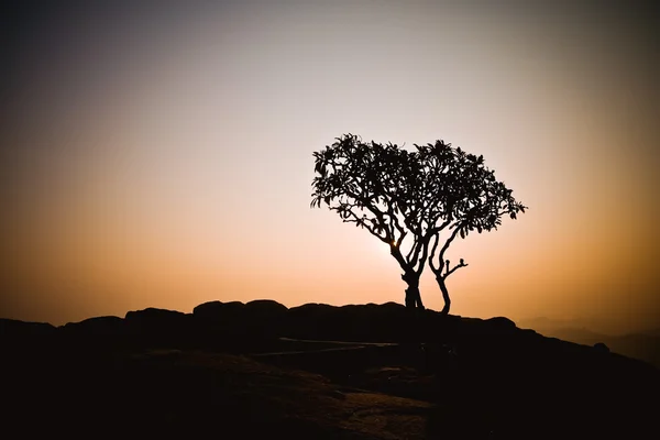 Tree silhouette at sunrise