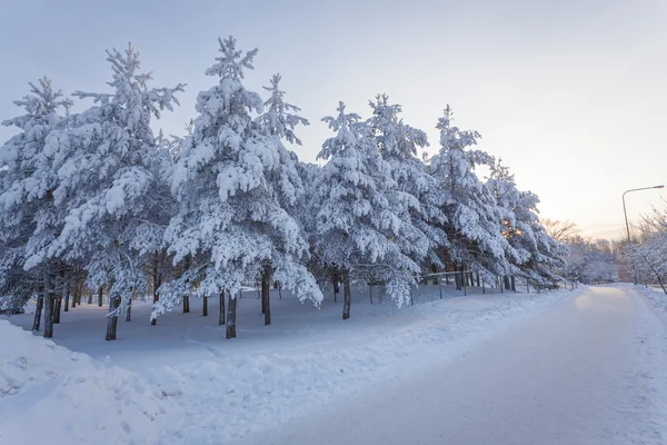 Trees snow and road at sunrise