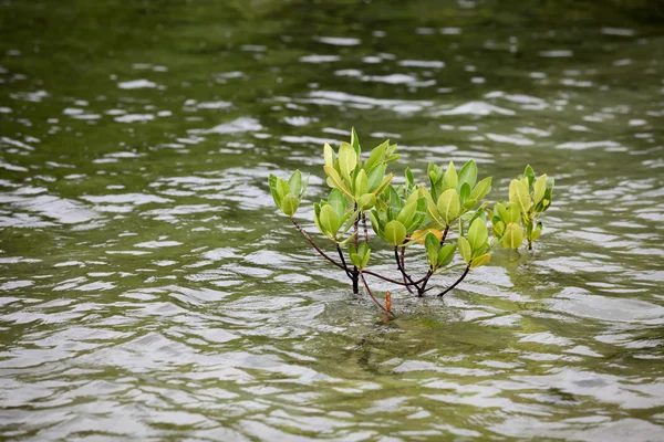 Small mangrove tree in water