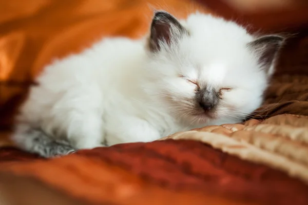 Kitten sleeping on bed