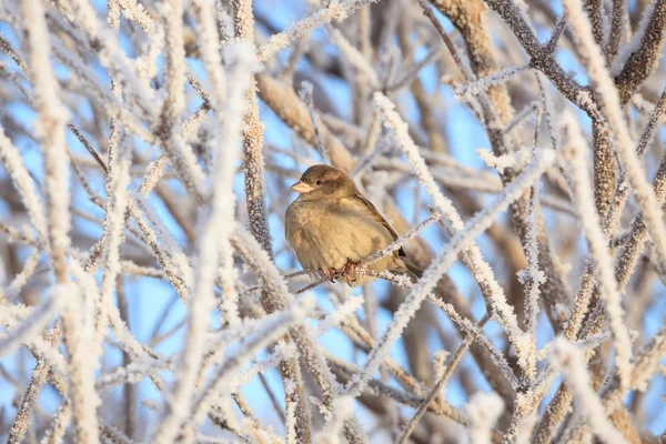 Sparrow sitting in frost bush