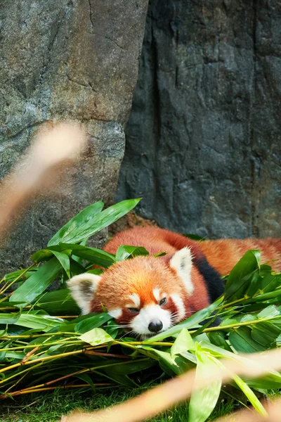 Cute red panda laying down