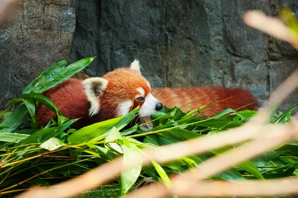 Cute red panda laying down