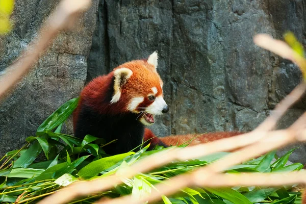 Cute red panda eating bamboo