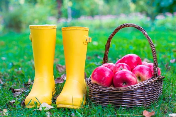 Closeup of yellow rubber boots and basket with red apples in the garden