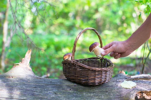 Wicker basket full of mushrooms in a forest