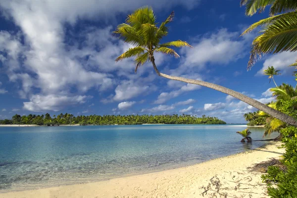 Palm tree. The Cook Islands. One Foot Island, Aitutaki