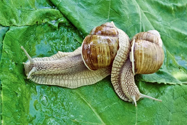 Mating game snails on the background of green leaves