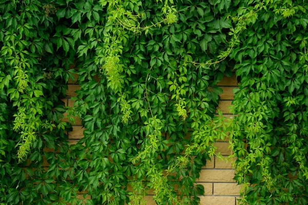 Stone wall overgrown with green leaves climbing plant