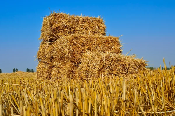 Pressed bales of straw lying in a field after harvest