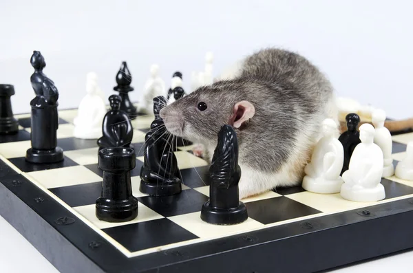 Rats and chess.