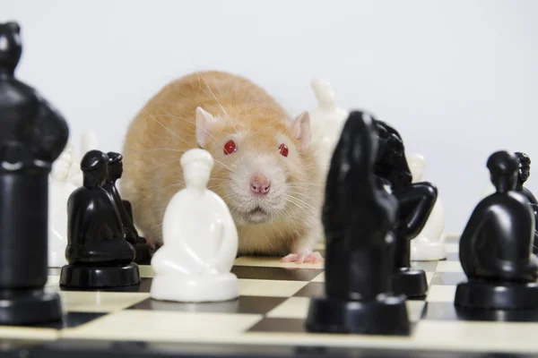 Rats and chess.