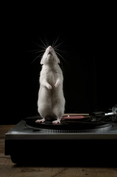 Rats and vinyl player.