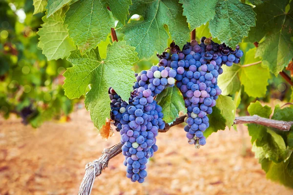 Purple grapes with green leaves