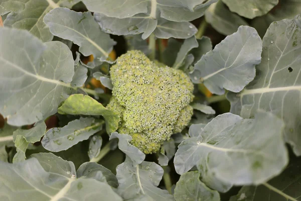 Head of Farm Fresh Broccolli in a Home Garden