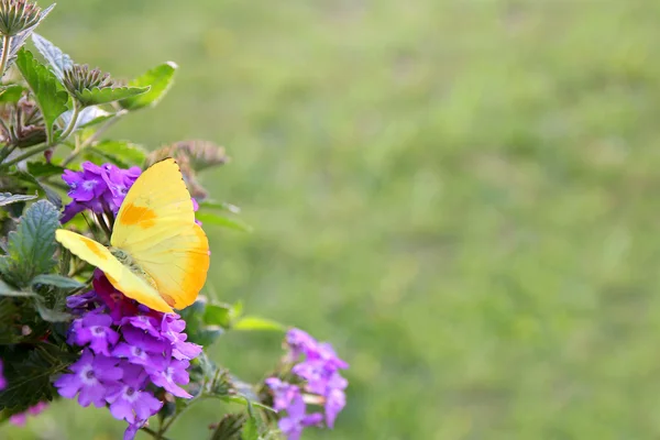 Yellow Butterfly on Purple Flowers Background