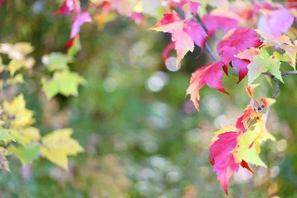 Sugar Maple Leaves Framing Autumn Nature Background