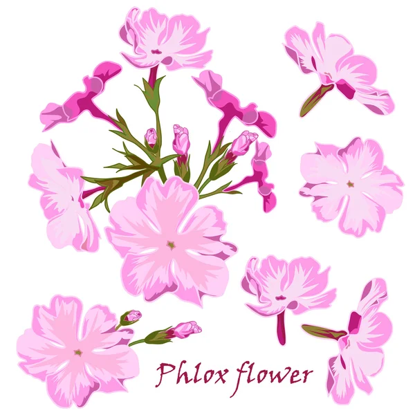 Set of flowers pink phlox in realistic hand-drawn style.