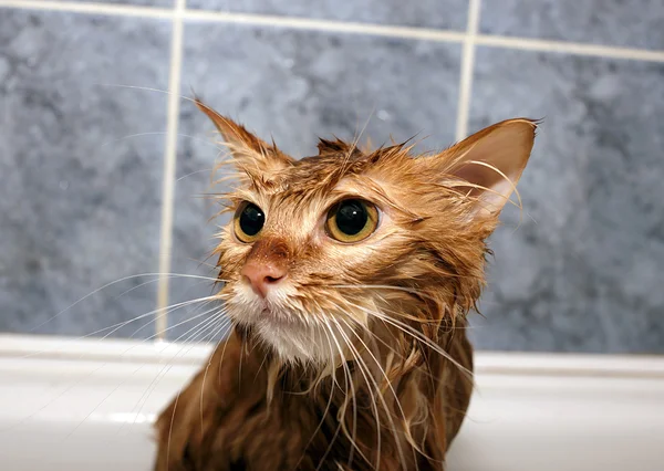 Red-haired cat wet