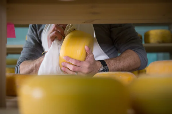 Cheese maker cleaning cheeses in his workshop