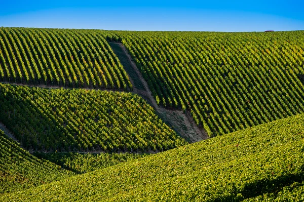 Champagne vineyards in the Cote des Bar Aube