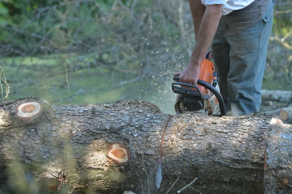 View Of Man Cutting Tree Against Clear
