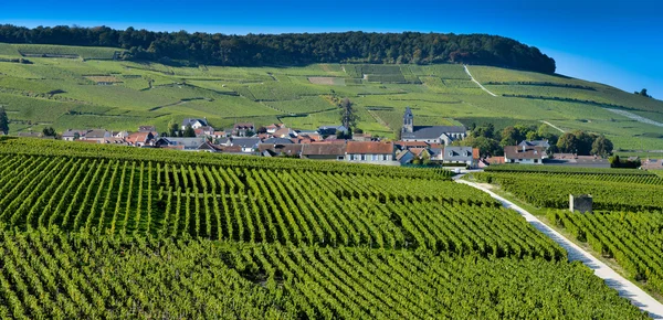 Champagne vineyards Mancy in Marne department, France