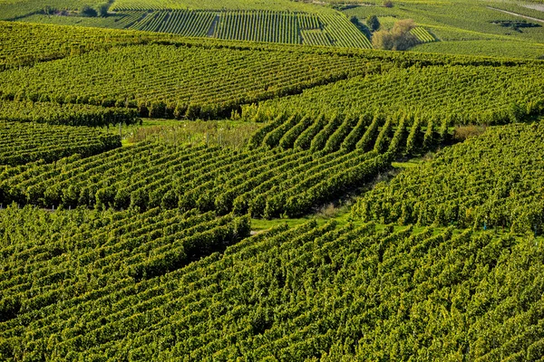 Champagne vineyards Mancy in Marne department, France