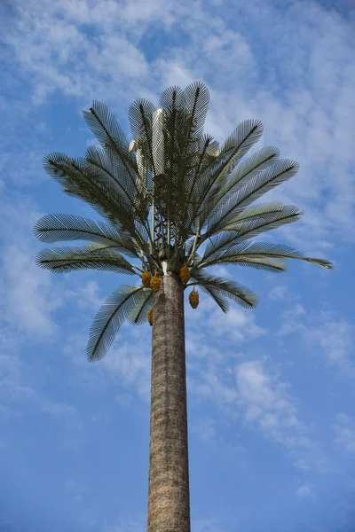 Communication antennas on fake palm tree