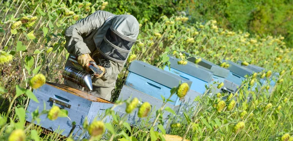 Bee Keeper Working with Bee Hives in a sunflower fiel