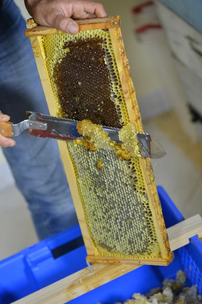 Female beekeeper in workshop scraping honeycomb frame