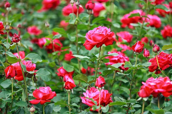 Bush of roses in the garden