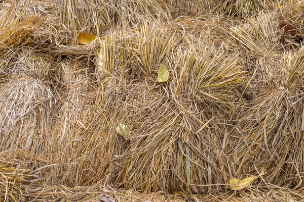Pile of paddy bundle on the rice field after harvest.