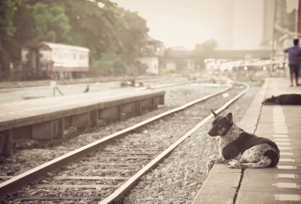 Dog waiting for his master to the retro steam train station