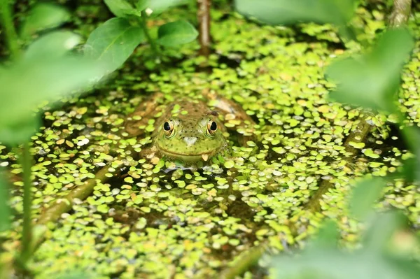 Green frog in pond with mosquito.