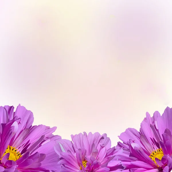 Closeup of beautiful pink flowers