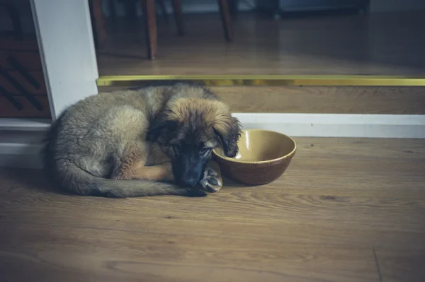 Puppy resting by food bowl