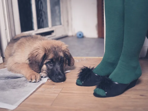 Puppy with face on pee pad