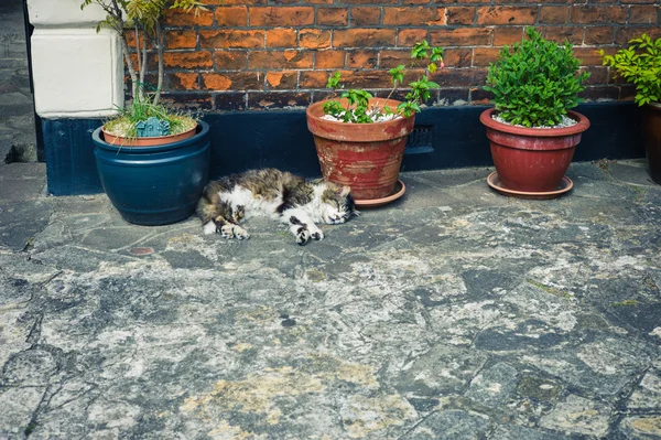 Tabby cat sleeping by potted plant outside