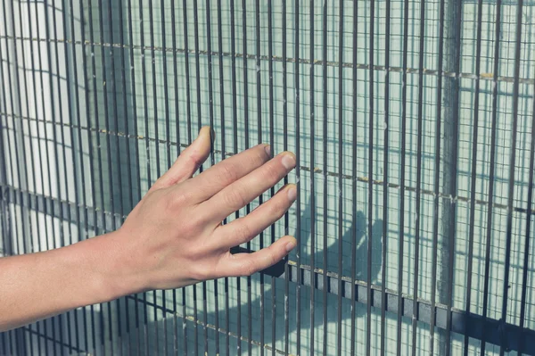 Female hand grabbing wired fence