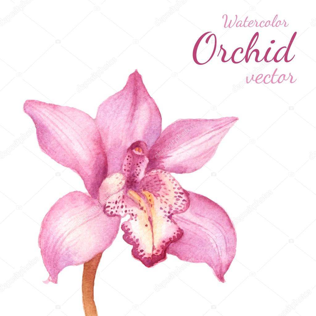 Blue Orchid Vector