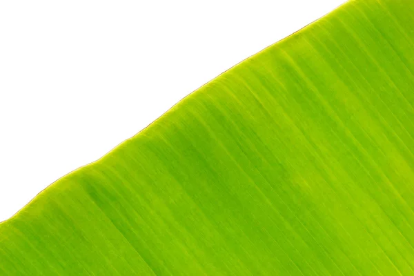 Green leaves banana on white background