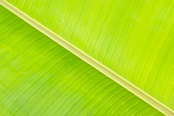 Green leaves banana background or texture