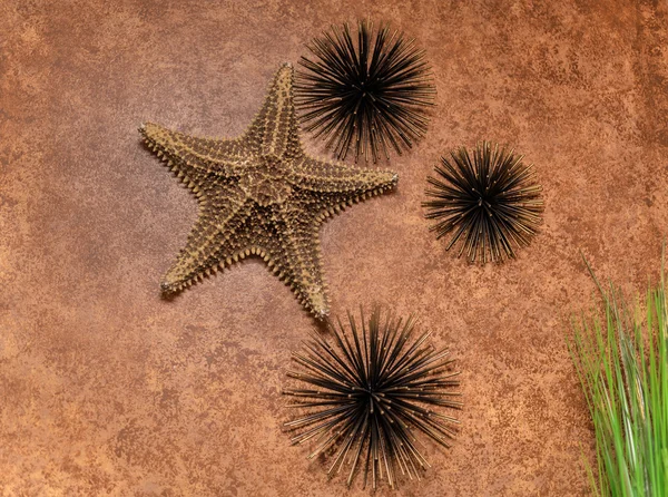Closeup view of interior textured wall decorated with natural starfish and dark metallic sea urchins