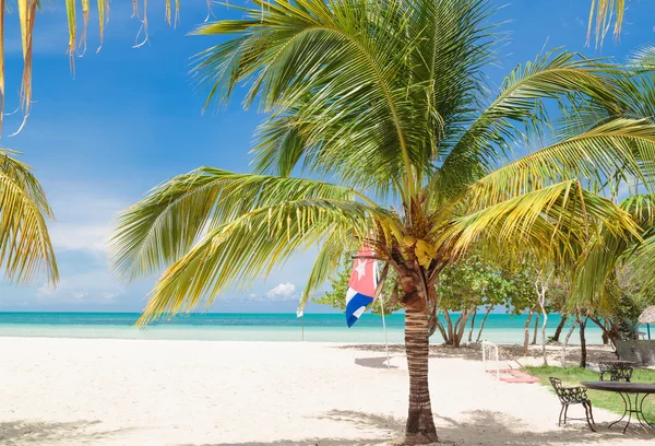 Great natural amazing  view of Cuban Cayo Coco island beach with pretty fluffy palm tree in foreground
