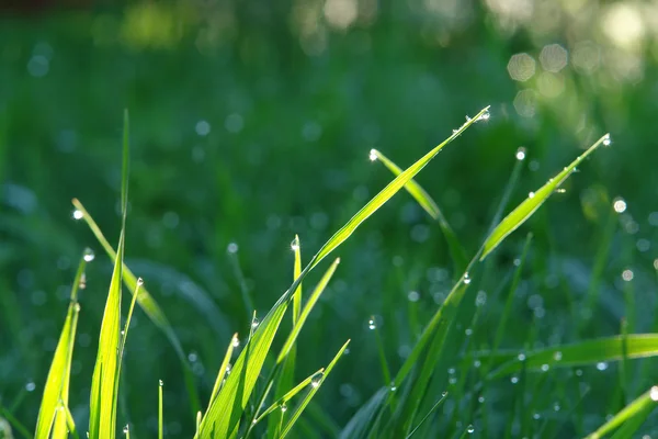 Summer morning, green grass, dew drops on a grass, wallpaper, background