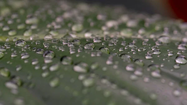 Close up of water drops on tropical rainforest plant