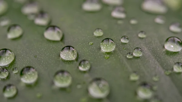 Close up of water drops on tropical rainforest plant